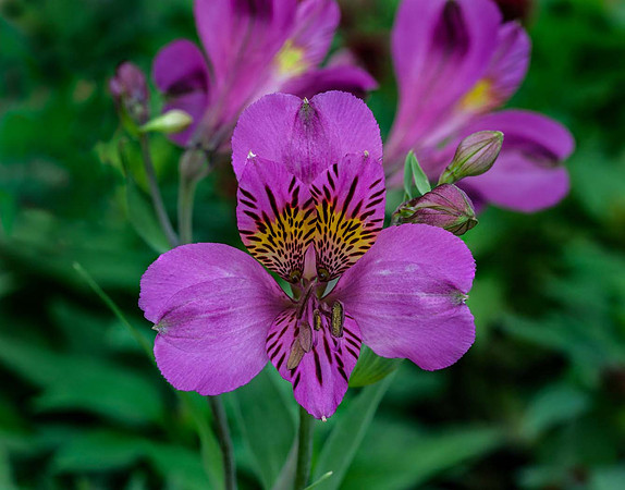 Alstroemeria 'Laguna'