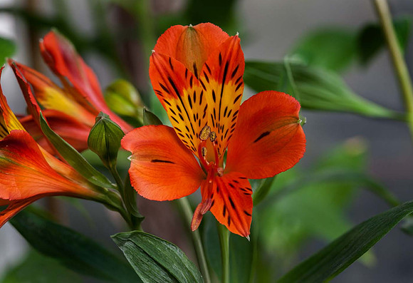 Alstroemeria 'Lucca'