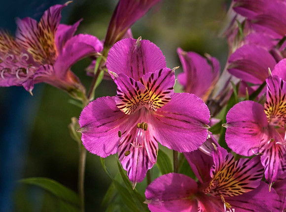 Alstroemeria 'Mauve Majesty'