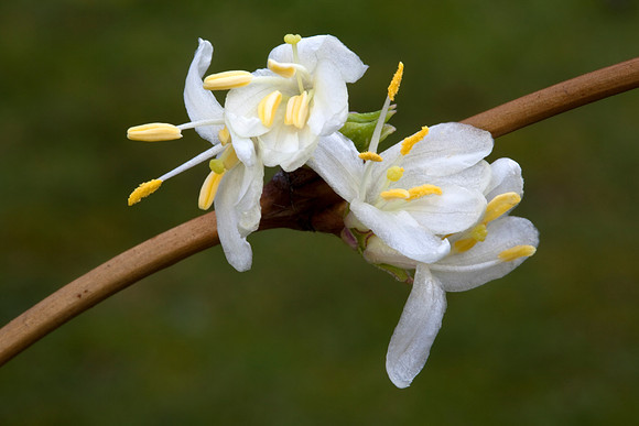 lonicera fragrantissima_winter flowering honeysuckle_1132