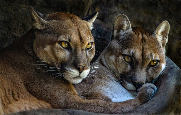 Pumas Costa Rica