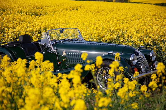Morgan in rapefield