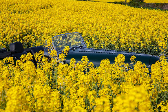 Morgan in rapefield_2