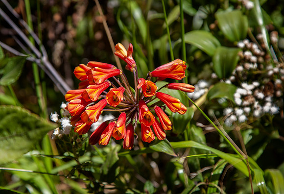 Bomarea Costa Rica