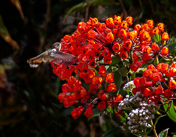 Bomarea Costa Rica with humming bird