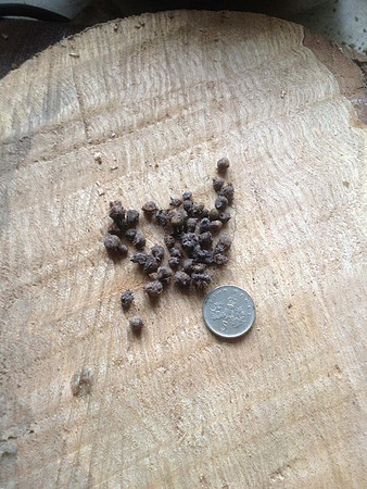 To illustrate the size of the bulbils