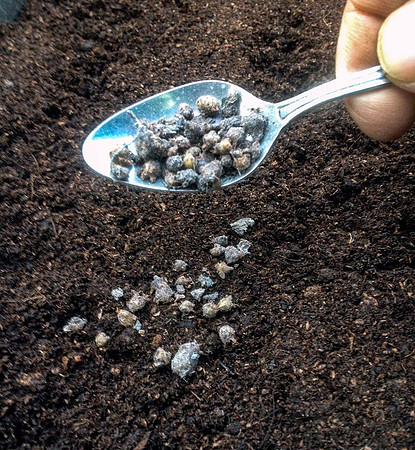 Sowing from a teaspoon