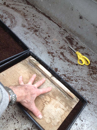 Filling seed tray