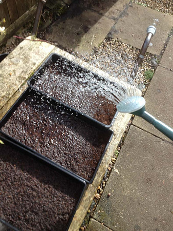 Watering seed tray