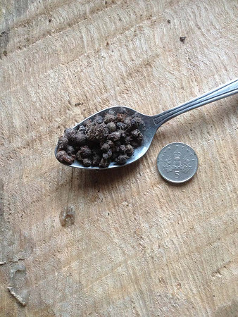 About 35 bulbils on a tea spoon