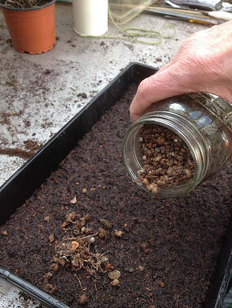 Sowing the bulbils