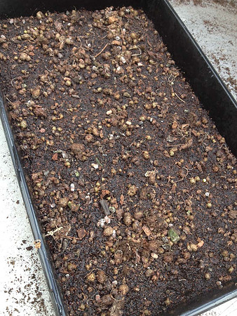 Bulbils spread evenly