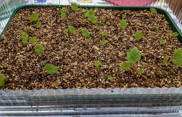 The bulbils start to grow