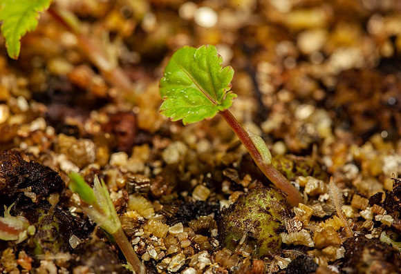 The first shoots begin to emerge