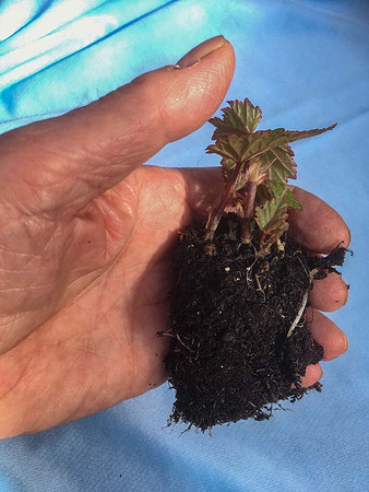 Begonia Sutherlandii showing a second year corm with growth starting