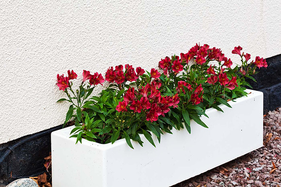 Alstroemeria "Princess Leyla"" in trough