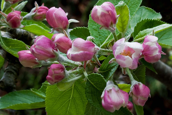 Apple Blossom