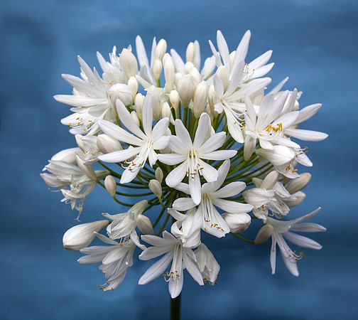 Agapanthus white