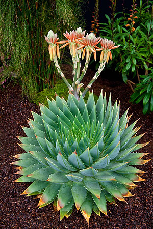 Aloe Polyphyla