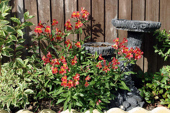 Alstroemeria "Inca Adore" Wiegela "Florida Variegata" and bird table