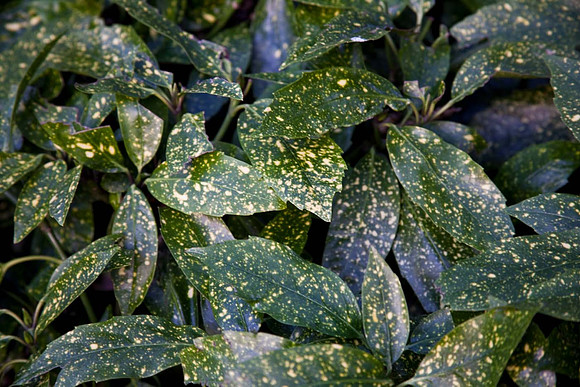 Aucuba Japonica 'Crotonifoliar'