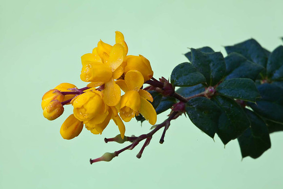 Berberis-x-Stenophyla-flowers