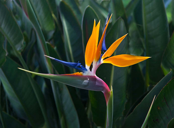 Bird of Paradise "Strelitzia Reginae"