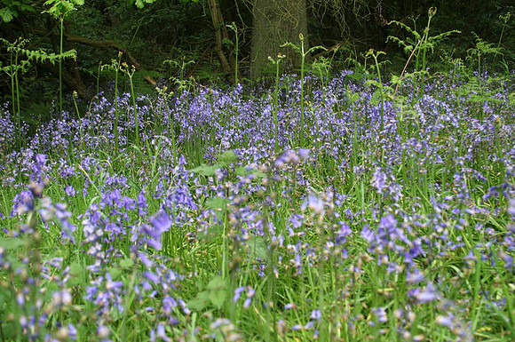 Bluebells Norfolk
