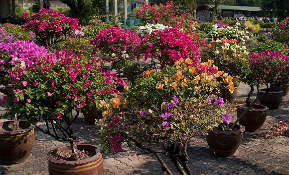 Bouganvillia pots Thailand