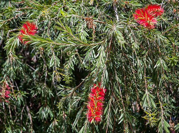 Callistemon Citrinus "Bottle Brush"