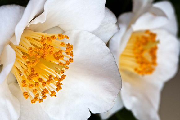 Camelia Japonica 'alba simplex'