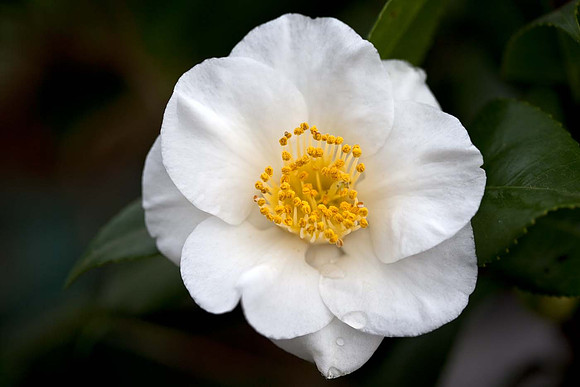 Camellia Japonica "alba simplex"