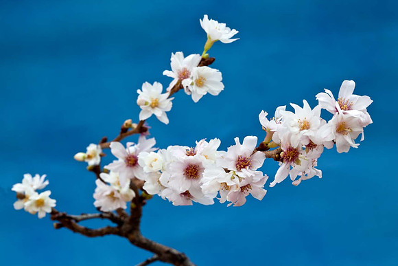 Cemetry Blossom January - blue