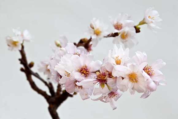 Cemetry Blossom January
