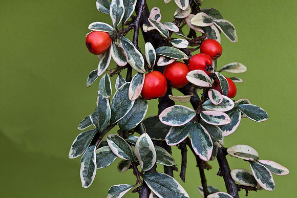Cotoneaster Ceucicus 'Juliette'