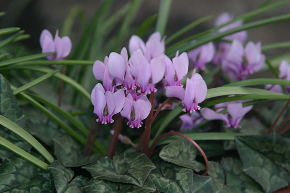 Cyclamen Hederifolium (hardy cyclamen)