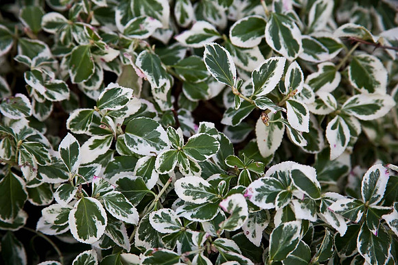 Euonymus Fortunei "Emerald Gaiety"