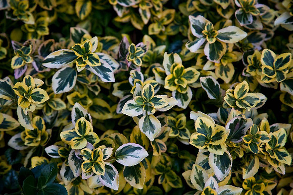 Euonymus Fortunei "Emerald n Gold"