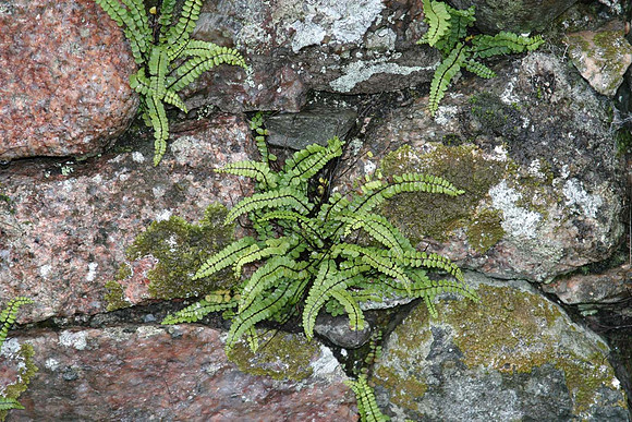 Fern in granite wall Cumbria