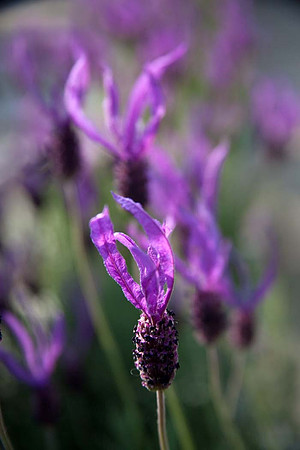 French Lavender - Chelsea