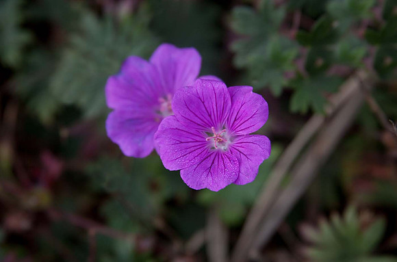 Geranium Rozanne