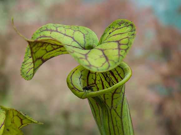 Saracena with Fly - Pitcher plant