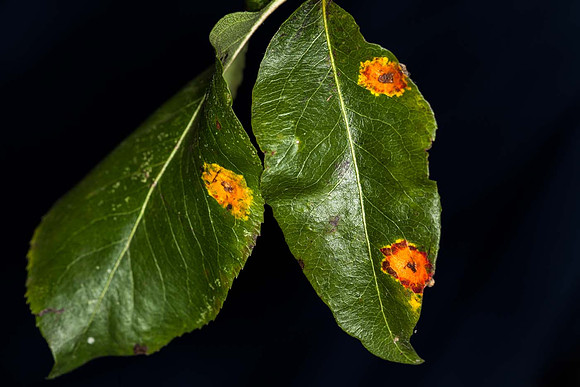 Gymnosporangium sabinae on upper surface pear leaves (pear rust)