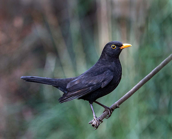 Common Blackbird-Male (Turdus merula)  Leicester UK
