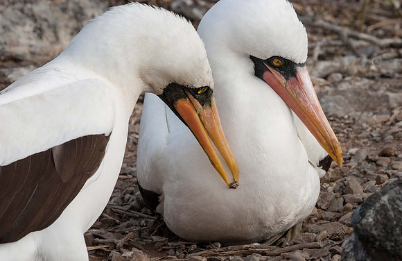 Nasca Booby-(Sula granti) Espaniola Galapagos