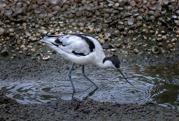 Avocet (Recurvirostra avosetta) Pensthorpe Norfolk UK