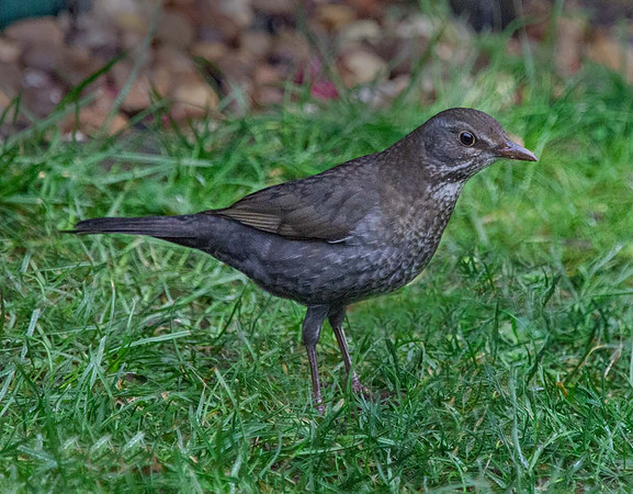 Female Blackbird (Turdus merula) Leicester UK