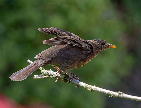Female Blackbird (Turdus merula) Leicester UK