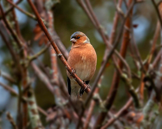 Male Chaffinch (Fringilla coelebs)Cumbria UK