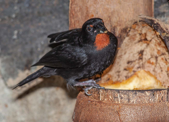 Lesser Antilian Bulfinch (Loxigilla noctis)St Lucia Caribean